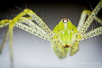 MASM08065 Peucetia viridans.jpg