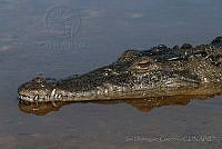 IDG0640 Crocodylus acutus.jpg