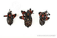 IMDOC3430 Thasus gigas.jpg
