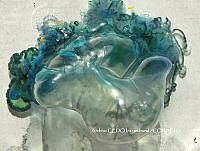 NBA0049 Physalia physalis.JPG