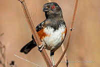 JRRO0558 Pipilo maculatus.jpg