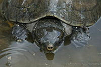 HBB0212 Dermatemys mawii.jpg