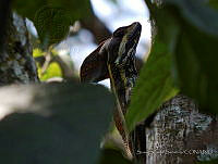 SSS0111 Basiliscus vittatus.JPG