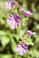 074 Mirabilis viscosa.jpg