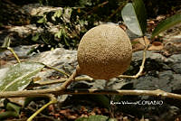 ME010 KV 00101 Morisonia americana L., 1753_.JPG