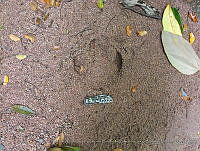SAA;FFByEJNP03 Tapirella bairdii.JPG