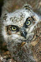 JMMP01 Bubo virginianus.jpg