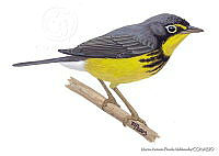 MAPM0102 Cardellina canadensis.jpg