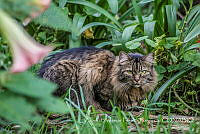 ZAPF0170 Felis catus.jpg