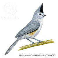 MAPM1297 Baeolophus atricristatus.jpg