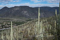 IMDOC 4778 Cephalocereus tetetzo.jpg