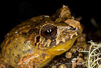 ECA0215 Craugastor galacticorhinus.jpg