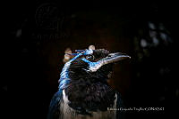 RGT 004 Cyanocorax yncas.jpg