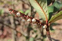 SL0997 Clethra hartwegii.jpg