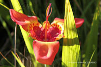 proy JF091 0478 Tigridia pavonia.JPG