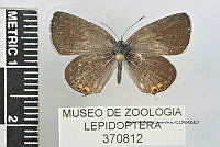 JF018 0766 Cupido comyntas.jpg