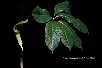 Zongo 0571 Arisaema macrospathum Benth..jpg
