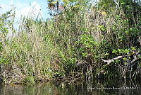 LH002 hum 0232 Phragmites australis.JPG