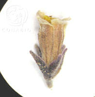 SL1592 Jatropha dioica.jpg