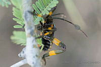 IMDOC3382 Thasus gigas.JPG
