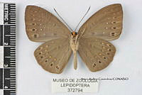 JF018 0743 Eurybia elvina elvina.jpg