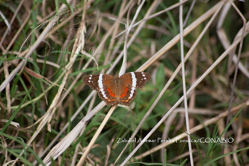 ZAPF0604%20Anartia%20fatima.jpg.jSexiMH6MQkLDS1jQA3g0JtbmFja29CbnFuZ3NAbXJ6LGtwZwA.QJAgGP3ZI3