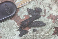JCC0425 Urocyon cinereoargenteus ssp. orinomus.JPG