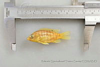 RQTG0671 Oreochromis sp..jpg