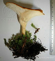 CBA0251 Infundibulicybe gibba.JPG