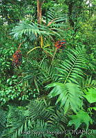 JNJ0058 Chamaedorea tepejilote.jpg
