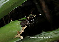 JBV074 Araneidae.JPG