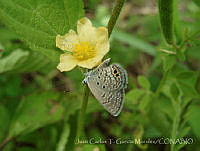 JCGM01071 Hemiargus ceraunus ssp. astenidas.jpg