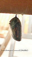 LDC 013 Danaus plexippus.jpg