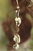 PDA0078 Phaseolus vulgaris.JPG