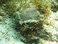 NE018 0316 Siderastrea radians.jpg