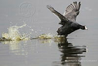 MASM07761 Fulica americana.jpg