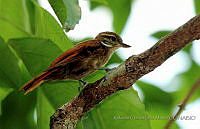 RCDM016 Xenops minutus.jpg