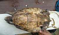 NE017 392 Dermatemys mawii.jpg