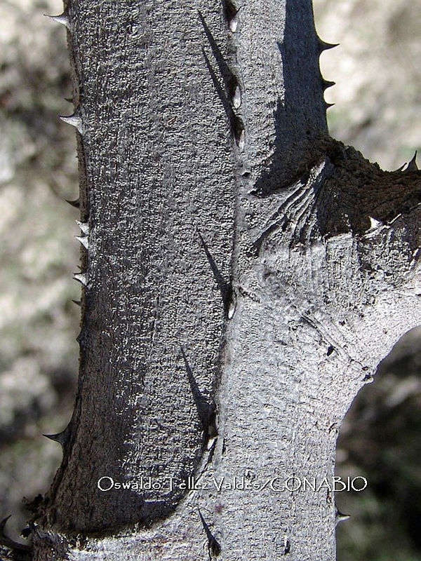OTVBK029%200068%20Acacia%20subangulata.jpg.nCiF1vDzMVX5DadjQA0A.2bahMHzUaL
