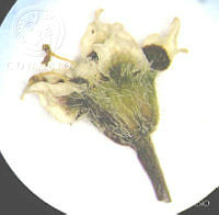 SL1514 Euphorbia sphaerorhiza.jpg