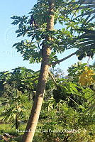 ZG012 0055 Carica papaya.jpg