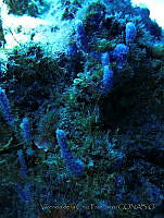 VDLCF0643 Dysidea etheria.jpg