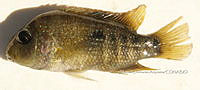 HE009 P 0082 Mojarra de Cuatro Ciénegas.JPG