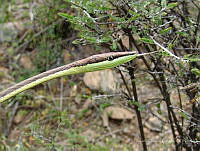 OOG0195 Oxybelis aeneus.jpg