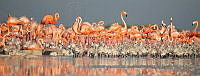 JALE06 Phoenicopterus ruber.jpg