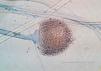 ME008 0004 Absidia.jpg