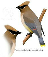 FJFB 0001 Bombycilla cedrorum.jpg