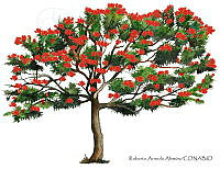 RAA0120 Spathodea campanulata.jpg