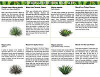 Mezcales.pdf