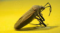 SM0348 Largus maculatus.jpg